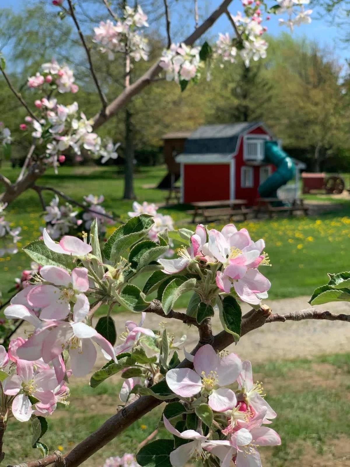 The Cortland Cottage At Brant'S Apple Orchard Ashtabula Kültér fotó